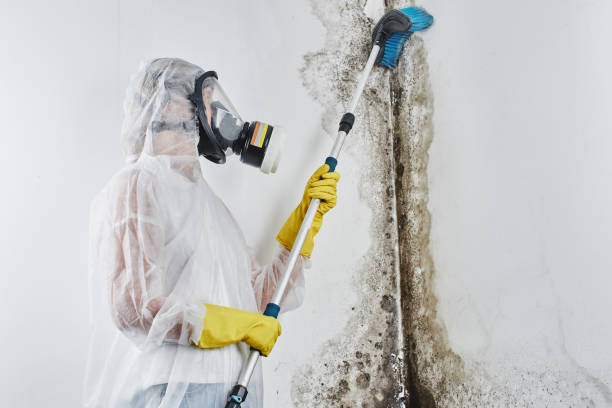 Best Toxic Mold Removal  in Clisle, AR