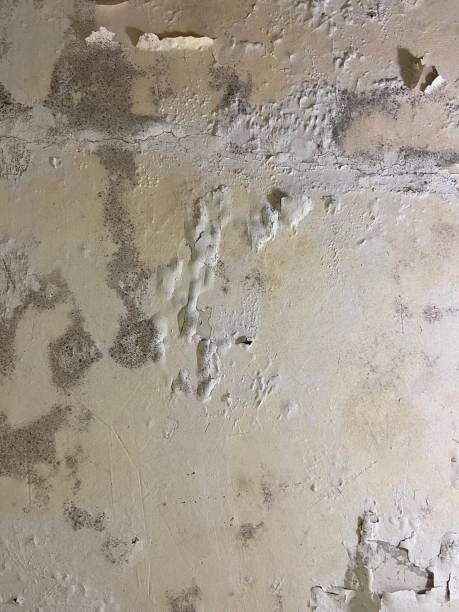 Mold Testing and Removal in Carlisle, AR
