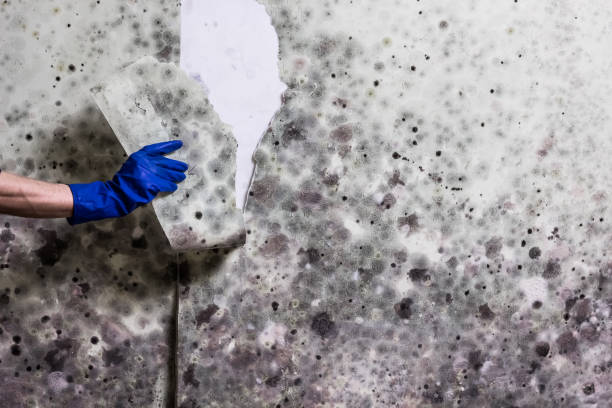 Best Toxic Mold Removal  in Clisle, AR